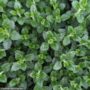 Germander (Teucrium Chamaedrys) – #1 Container